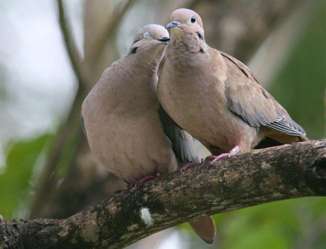 الاســـم:	Dove.jpg
المشاهدات: 19287
الحجـــم:	86.6 كيلوبايت