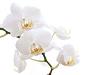 اضغط على الصورة لعرض أكبر. 

الإسم:	artistic-white-flower.jpg 
مشاهدات:	1351 
الحجم:	7.0 كيلوبايت 
الهوية:	752
